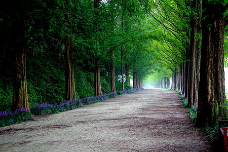 pathway surrounded by trees thumbnail