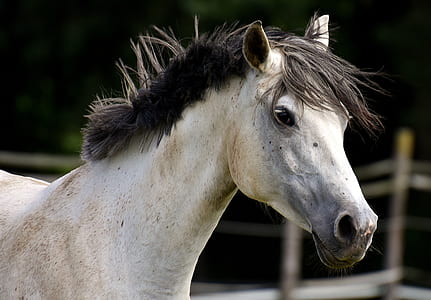 white and black horse thumbnail
