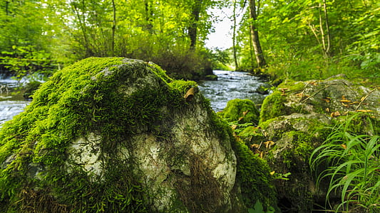 stream between green leafed tree at daytime thumbnail