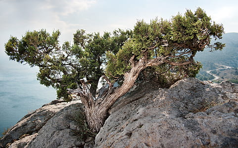 green tree on gray rock thumbnail