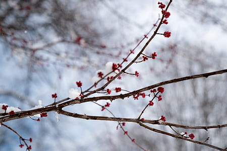 selective focus photography of red cherry blossom tree thumbnail
