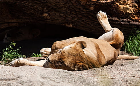 lioness lying on soil thumbnail