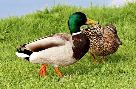 brown mallard duck on green grass thumbnail