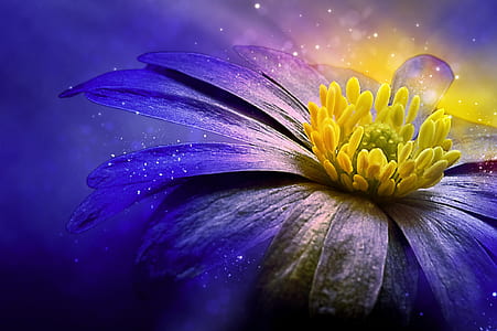 yellow and purple daisy flower wallpaper thumbnail