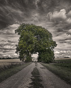 pathway towards arch tree thumbnail