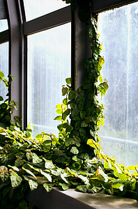 green leafed plant on window thumbnail
