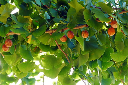 Leaves and smelly fruits of a ginkgo tree. thumbnail