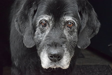 adult black Labrador retriever close-up photo thumbnail