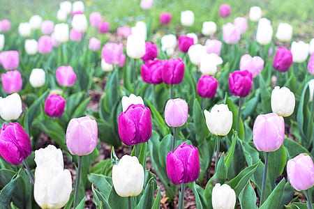 pink and white tulip flower thumbnail