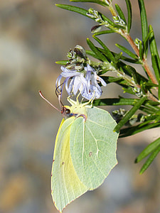 Butterfly, Cleopatra thumbnail