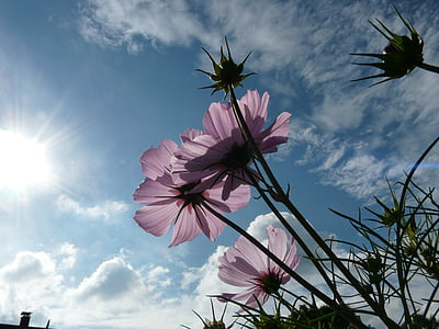 low angle photography of pink petaled flower under the sun thumbnail