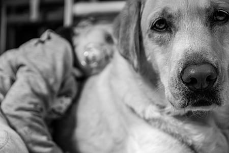shallow focus photography of Labrador retriever thumbnail