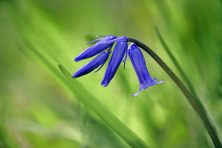 selective focus photography Siberian scilla flowers thumbnail