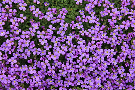 photo of purple petaled flowers thumbnail