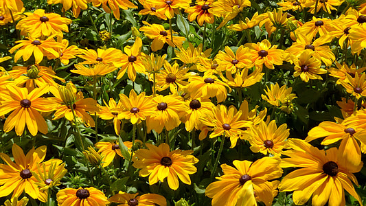 Yellow Flower, Ornamental Plants thumbnail