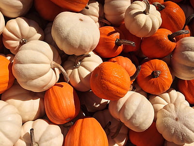 beige and orange pumpkin lot thumbnail