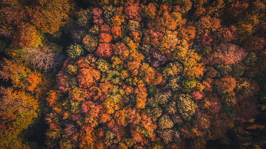 aerial view of brown forest thumbnail