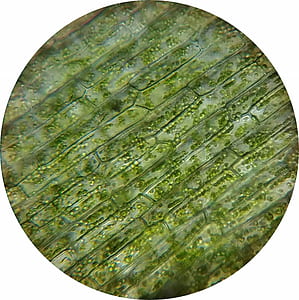 round green plate thumbnail