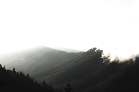 silhouette of trees thumbnail