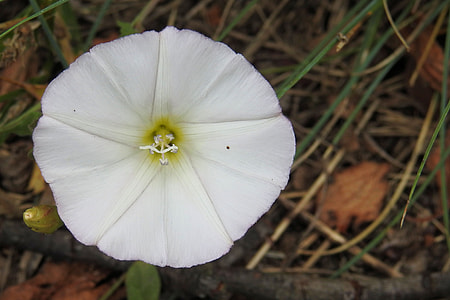 Bindweed, Real Fence Winds thumbnail