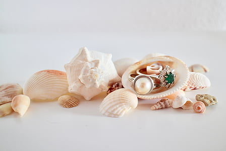 white and brown seashells and eingrings thumbnail