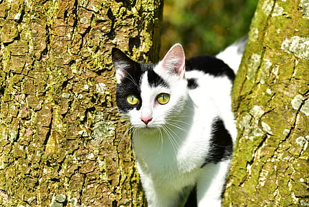 white and black cat between tree trunk thumbnail