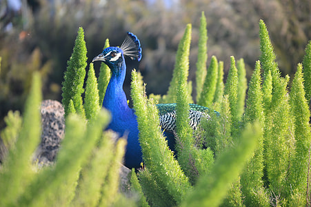 blue and gray peacock near green plants outdoor during daytime thumbnail