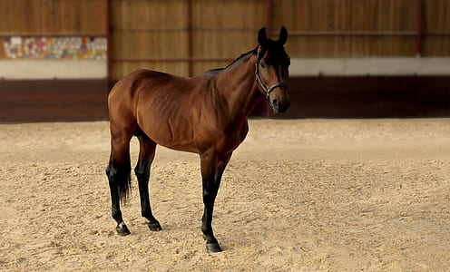 brown horse in brown and white structure thumbnail