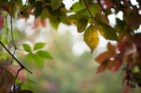 photography of green leaf plant thumbnail