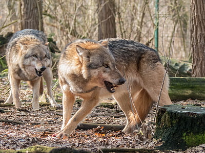 two adult wolves during daytime thumbnail