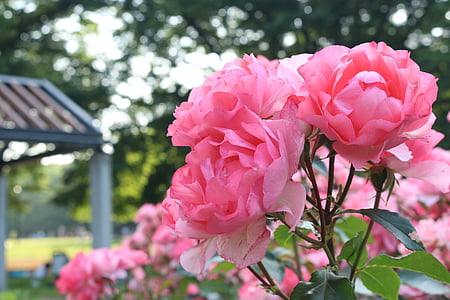 closeup photo of pink peony flowers thumbnail