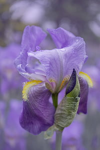 selective focus photography of purple petaled flower thumbnail
