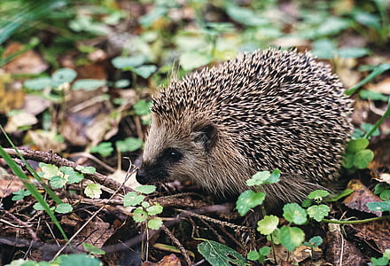 hedgehog on tree roots thumbnail