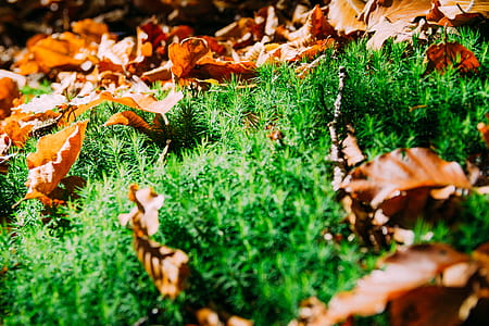 nature, grass, blur, leaves thumbnail