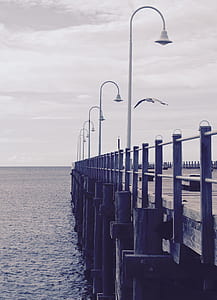 Image of Docking Pier With White Seagull Flying thumbnail
