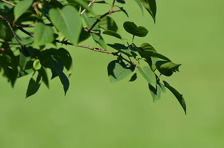 Selective Focus Photography of Leaves thumbnail