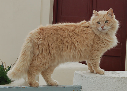 orange cat on concrete wall thumbnail