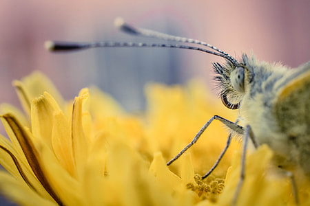 brown moth perching on yellow flower in macro photography thumbnail