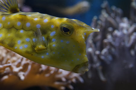 yellow puffer fish thumbnail