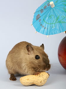 brown mouse holding peanut thumbnail