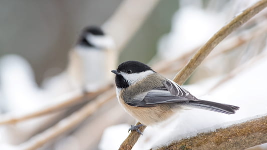 wildlife photography of gray and black bird perched on branch thumbnail