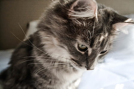 shallow focus photography of kitten thumbnail