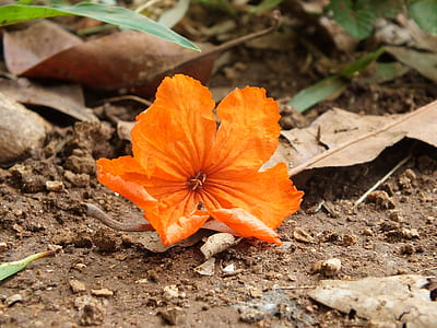 orange 5-petaled flower on ground thumbnail