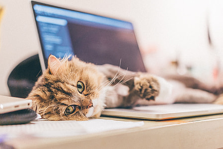 kitten on lying on MacBook thumbnail