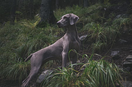 adult gray weimaraner thumbnail