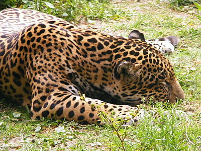 cheetah lying on ground thumbnail