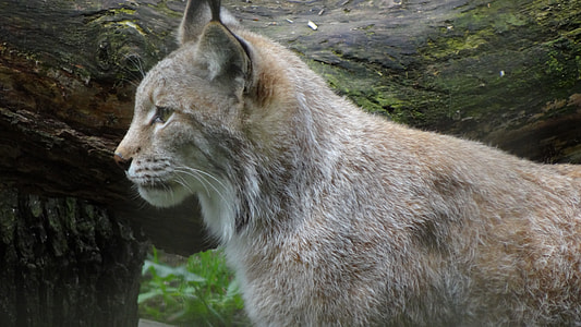 Lynx, Wildcat thumbnail