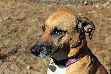 brown dog on open field during daytime thumbnail