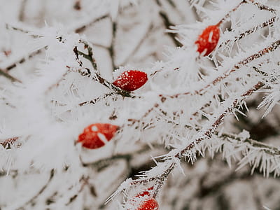 red flowering tree thumbnail