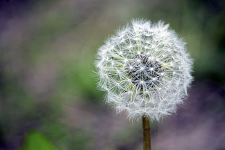 nature, field, flowers, grass thumbnail